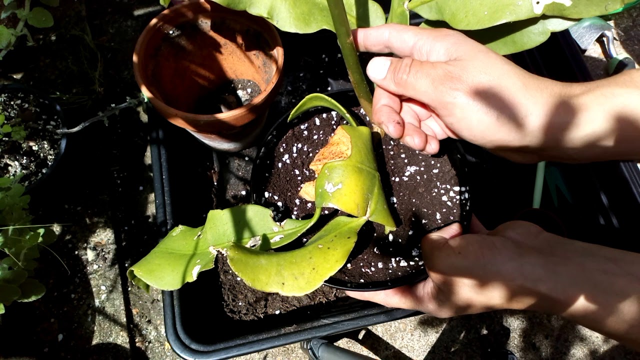 Repotting EPIPHYLLUM oxypetalum (Queen of the night) orchid cactus care and propagation (cactus) .