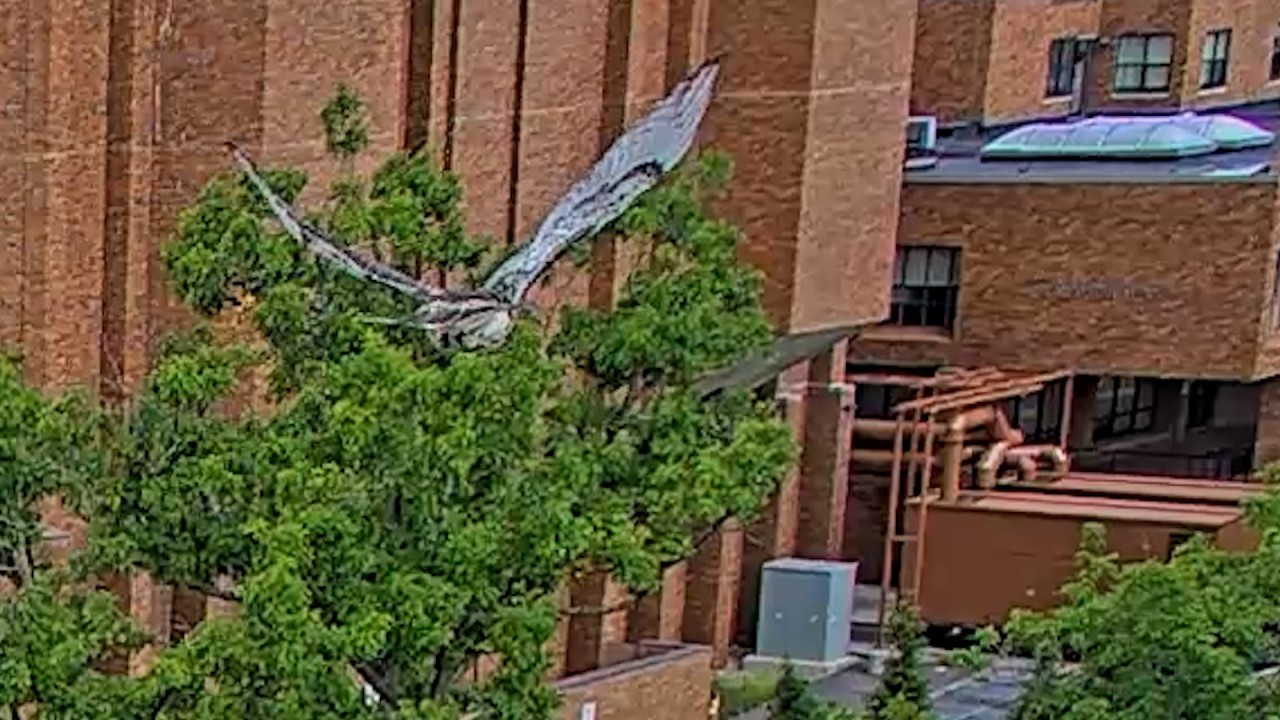 P2 Takes Confident Flight From Railing On Cornell Hawks Cam | June 26, 2026