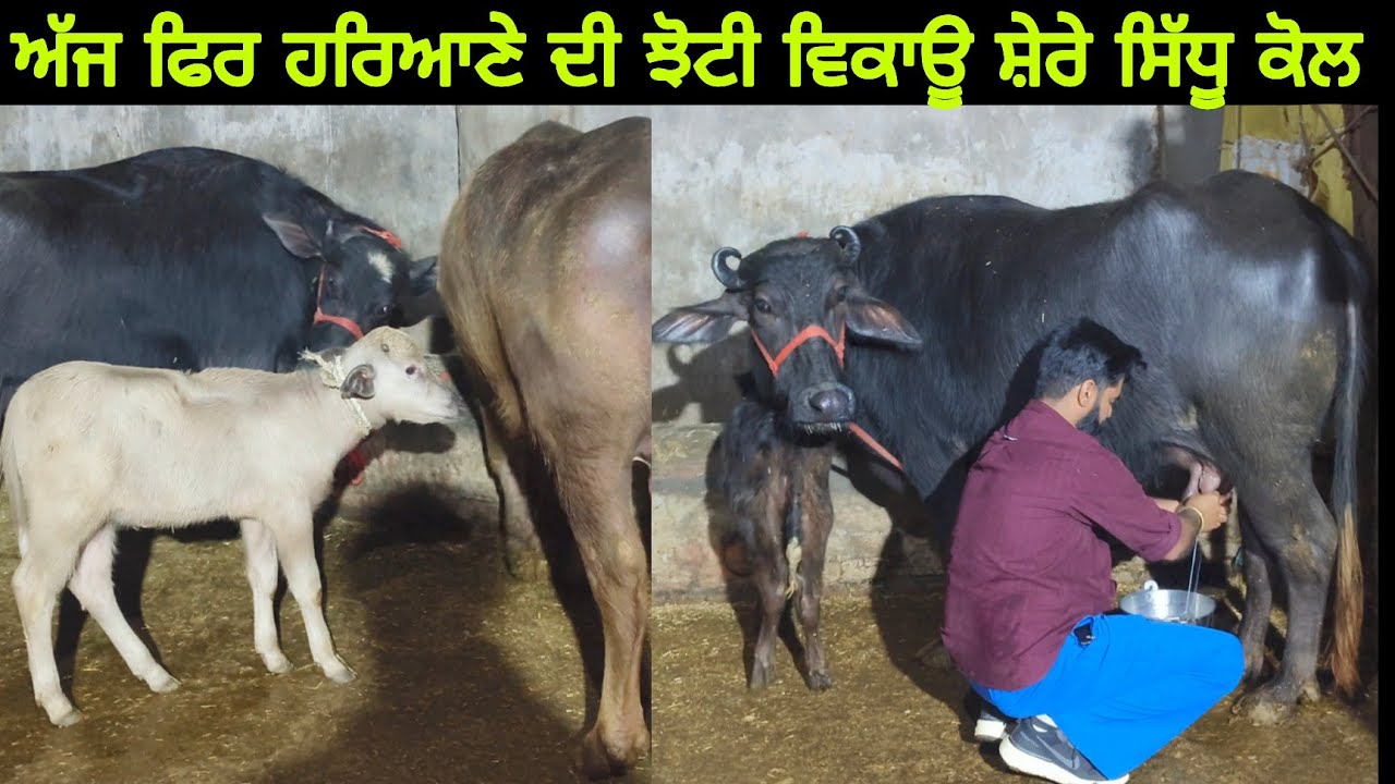 1 ਝੋਟੀ ਅੱਜ ਫਿਰ ਵੀਰ ਸ਼ੇਰੇ ਕੋਲ 9814560018