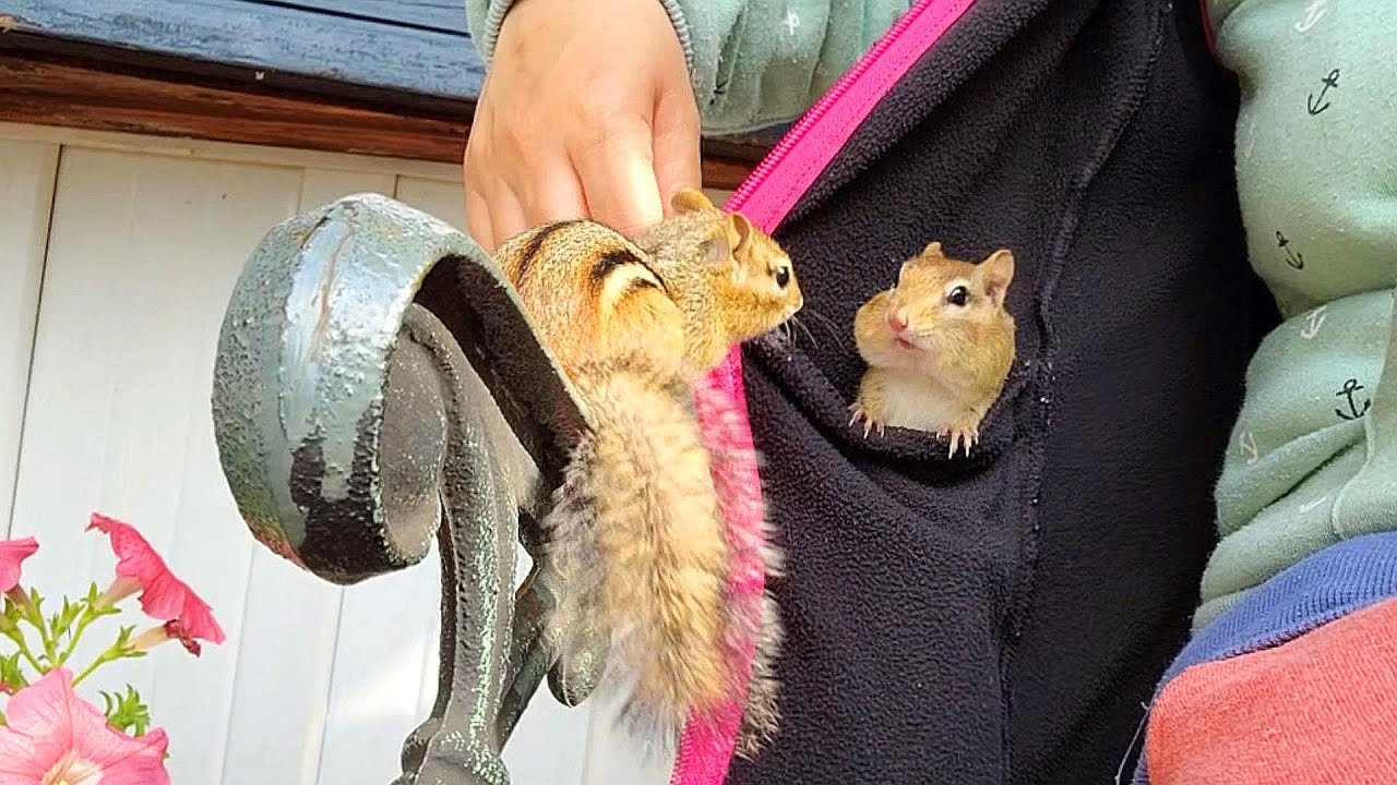 문짝 인사하는 다람쥐 Greeting Chipmunk Wally Through The Door