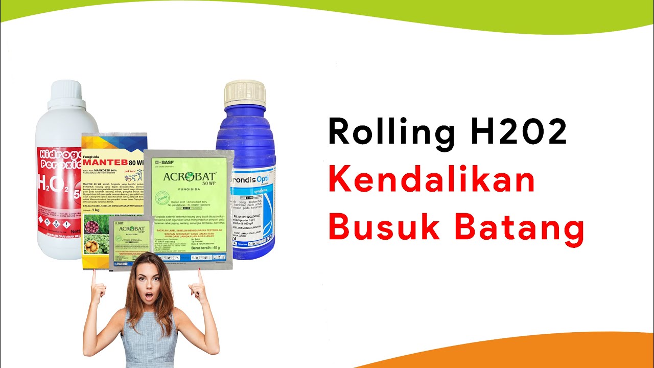 Rolling Hidrogen Peroksida dengan 3 Campuran Fungisida, Kendalikan Busuk Batang Sampai Tuntas