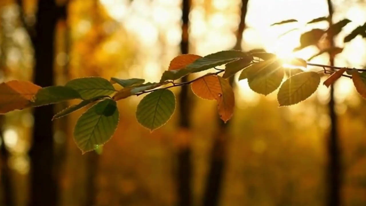 Healing Piano for Inner Calm 15 – Soft Music to Quiet the Mind