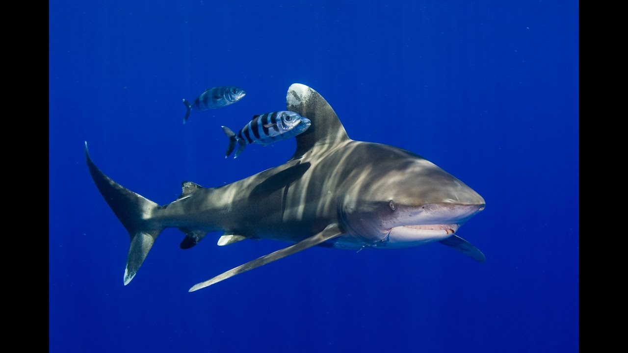 Red Sea Liveaboard 2012 - Daedalus, Rocky & Zabargad (HD)