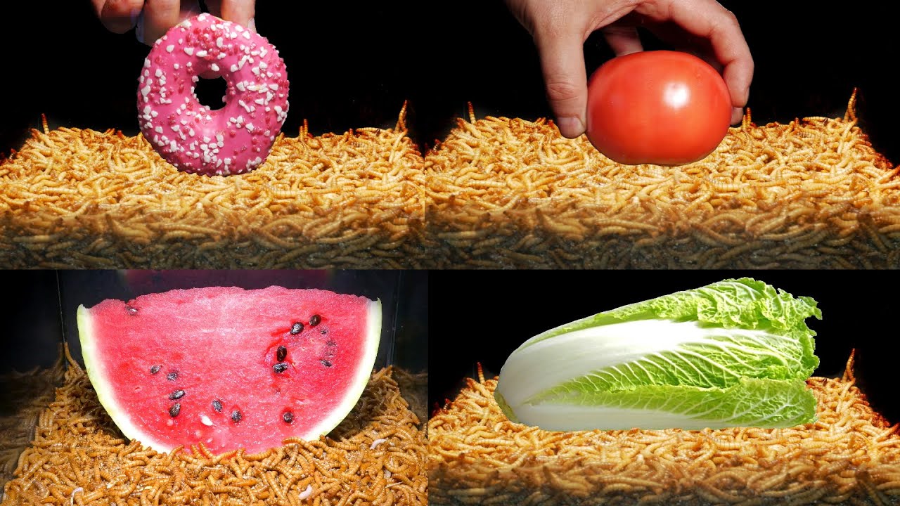 Time Lapse: 10 000 Mealworms vs Top 6 Foods