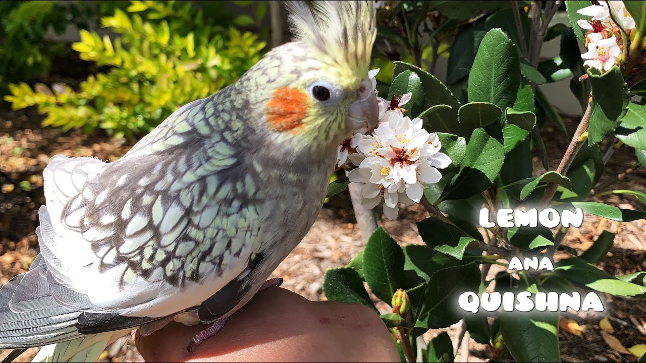 I Promised my Cockatiel to take her to see Flowers