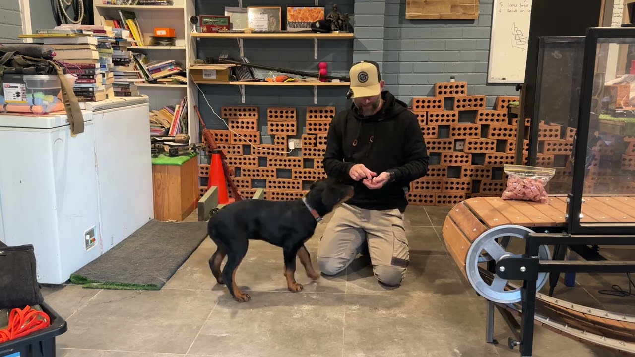 Rottweiler puppy training