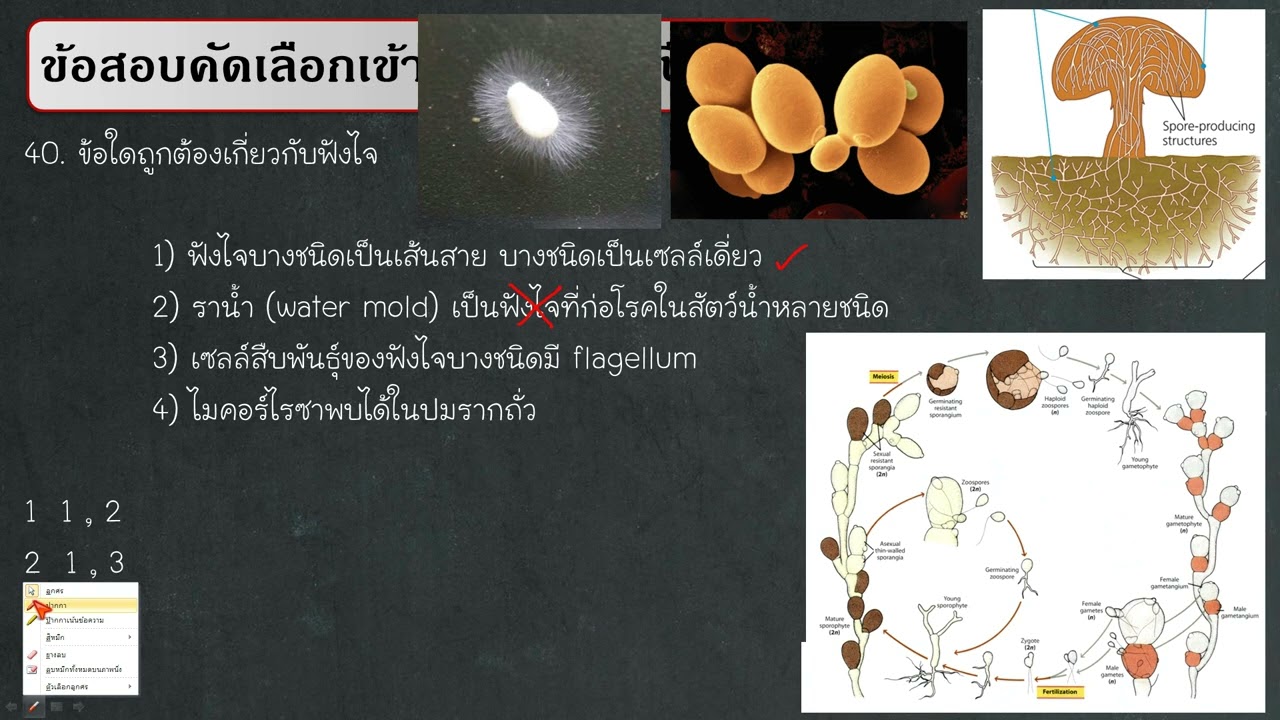 เฉลยข้อสอบเข้าค่าย สอวน ปี 67 ข้อ 40 : คุณลักษณะของฟังไจ