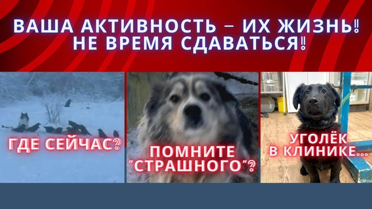 Болезни, долги и надежда: Хроники нашего самого сложного месяца...
