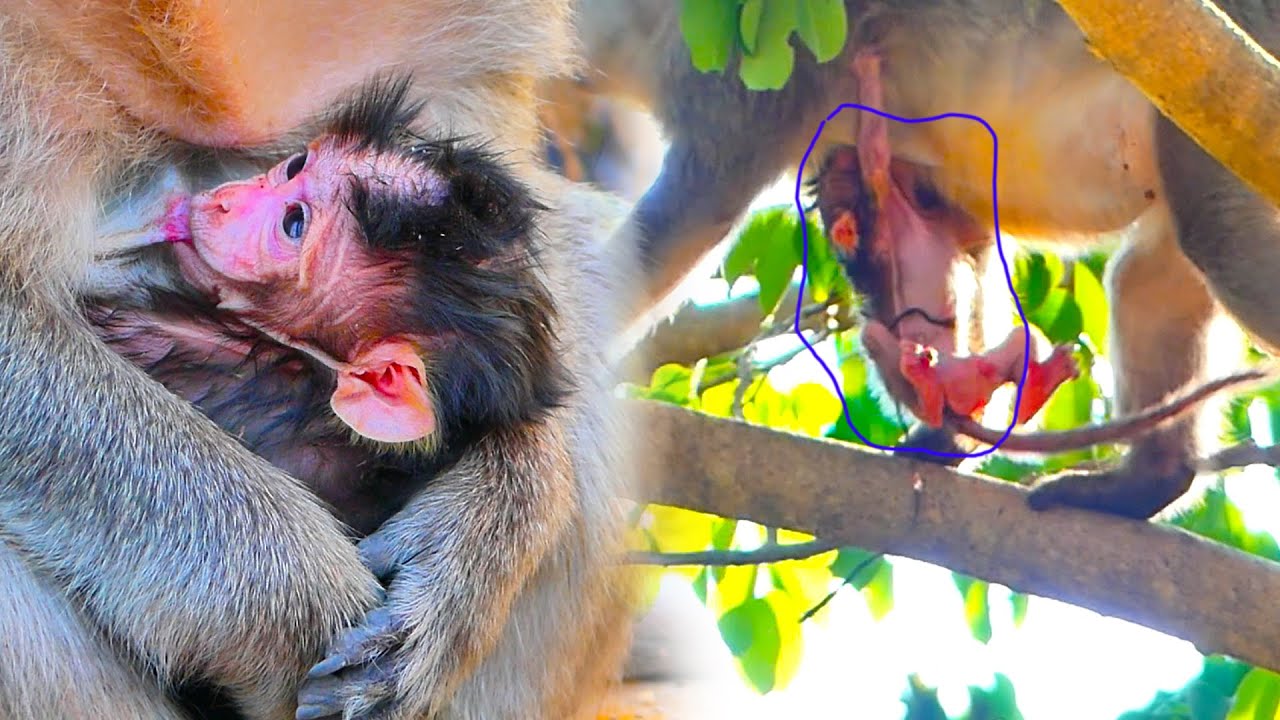 Monkey newborn baby  holding on monkey mommy when she walking on the tree