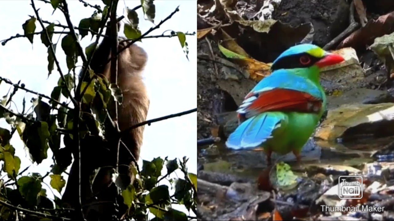 Le.. hmuhnawm hlawm lutuk,lo en ngei teh le.. Bird's of Mizoram.