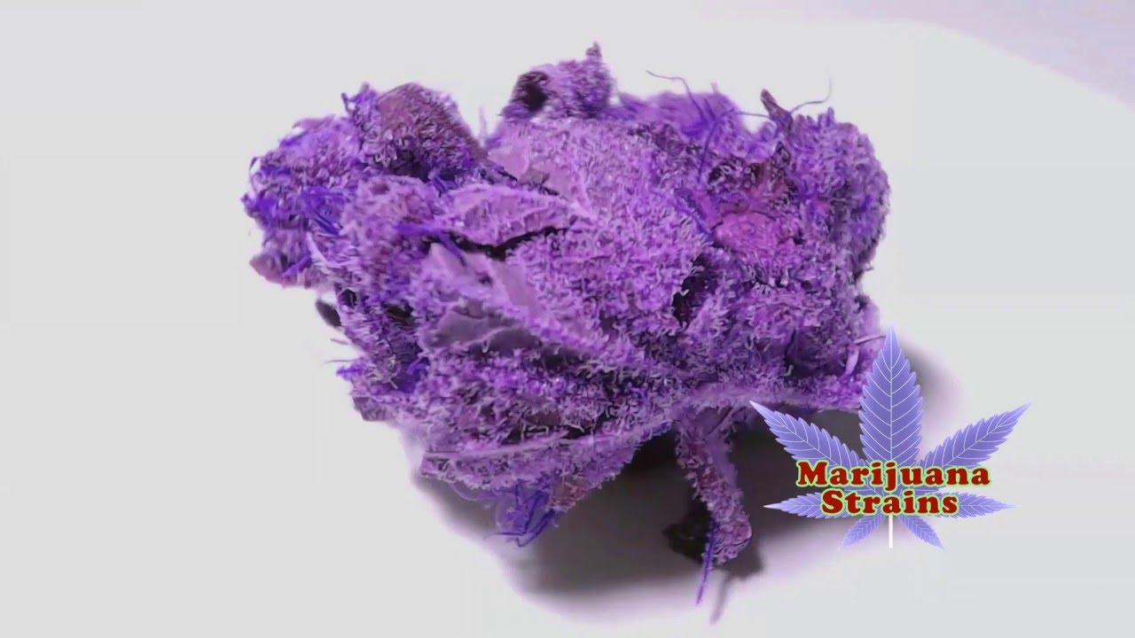 Super Purple Weed!!! (Video)