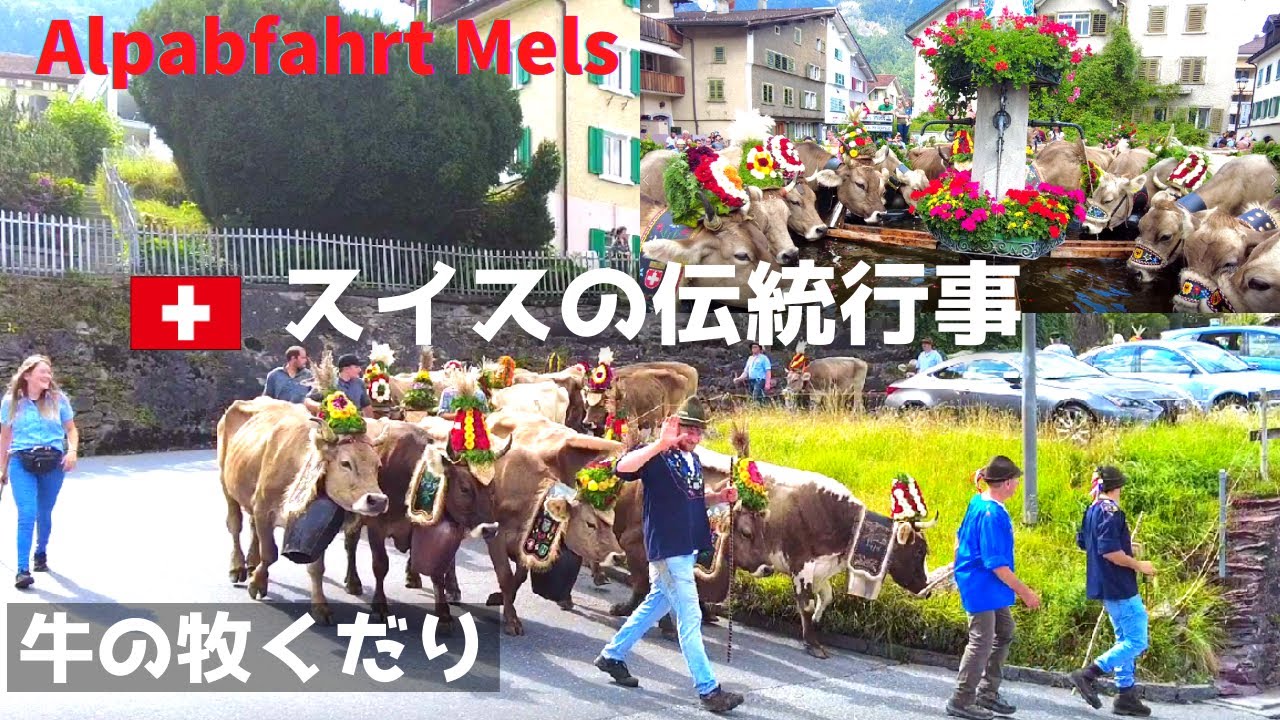 スイスの伝統行事　牛の牧くだり/Alpabfahrt Mels 2021