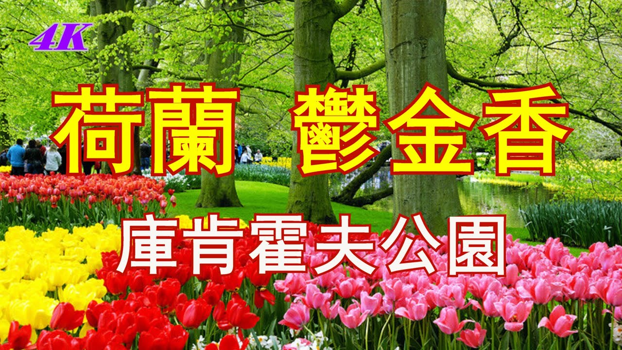【4K】荷蘭，鬱金香，郁金香，阿姆斯特丹, 庫肯霍夫公園，鬱金香盛開，Keukenhof，Park，Amsterdam，Netherlands，Holland