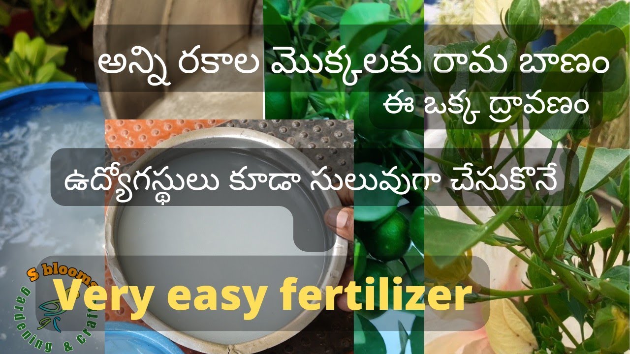 చాలా సులువుగా చేసుకొనే ఫెర్టిలైసర్ తప్ప కుండ try  చేయండి మంచి ఫలితం వస్తుంది