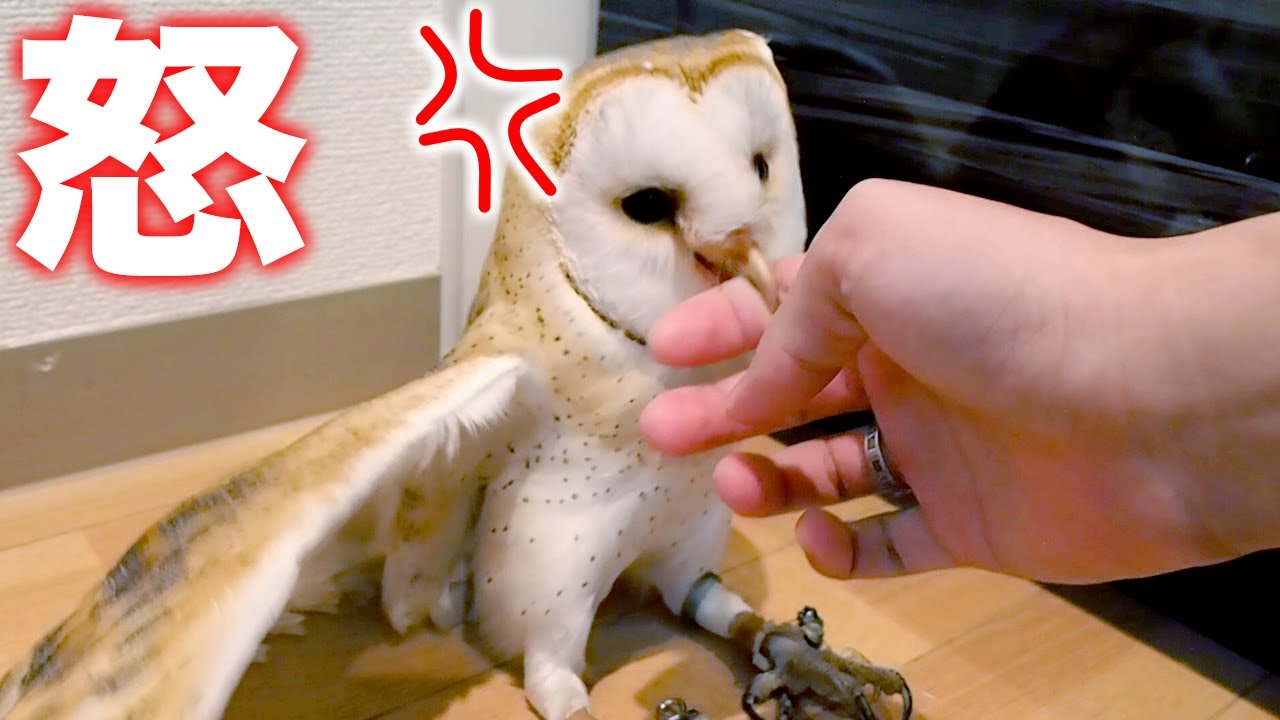怒るフクロウ、飼い主に噛み付く！