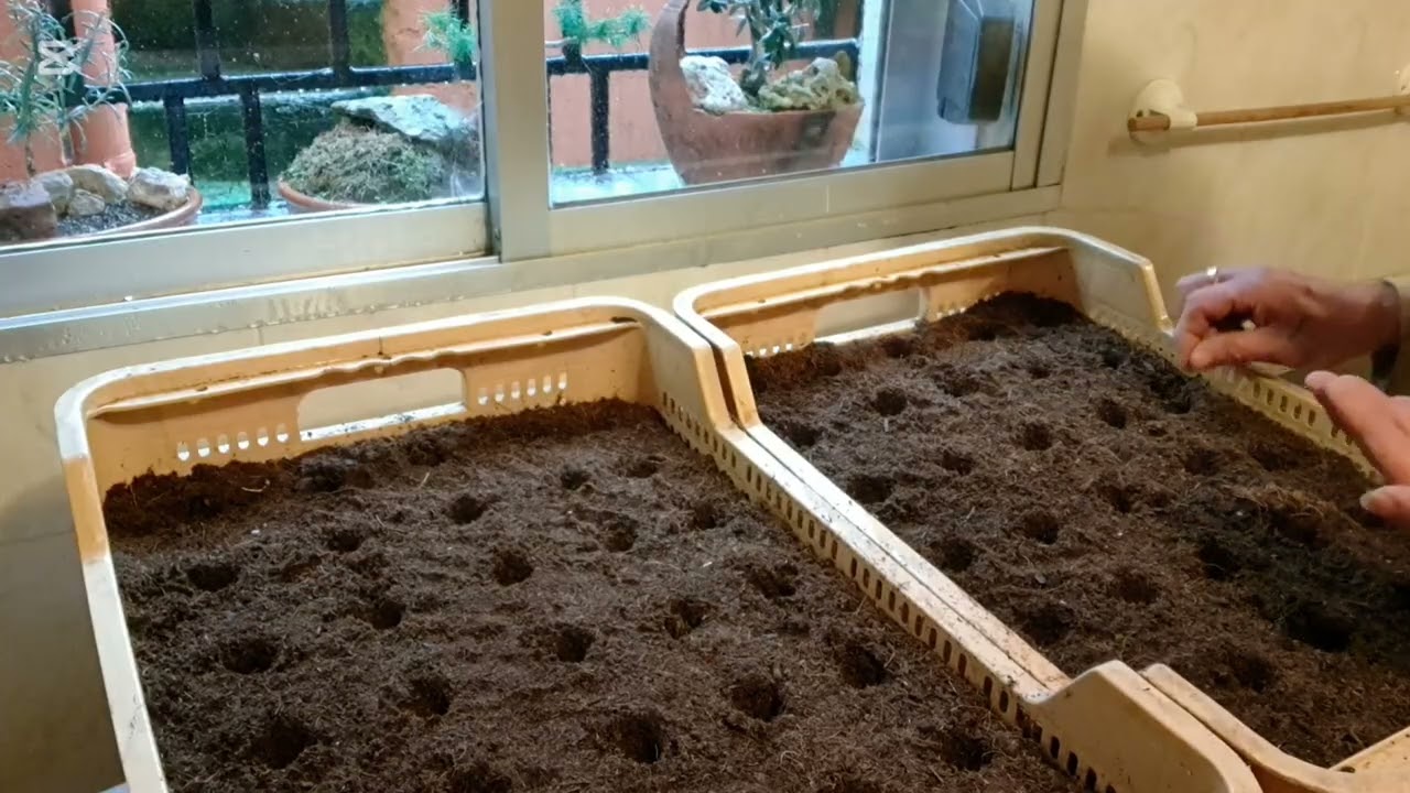 Sembrar zanahorias en casa.!!ESTE AÑO LO HAGO ASI..!!