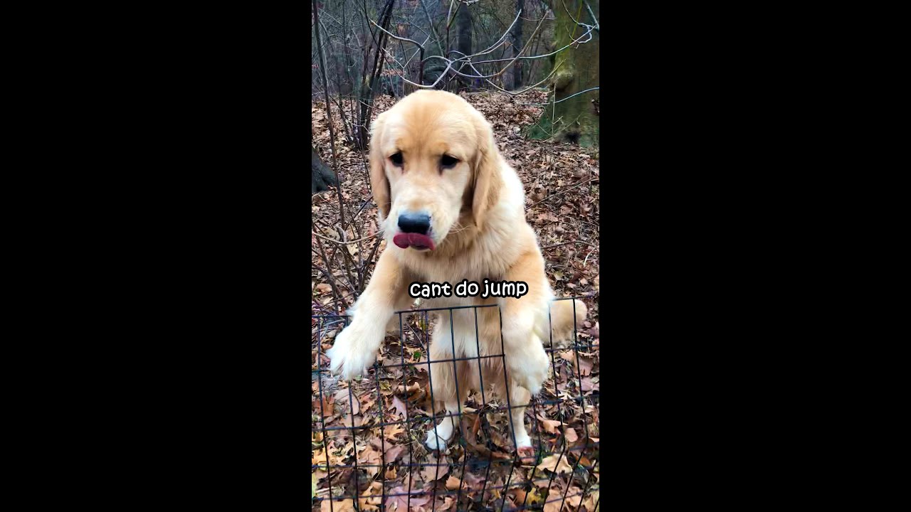 Marley trapped in Central Park!😲