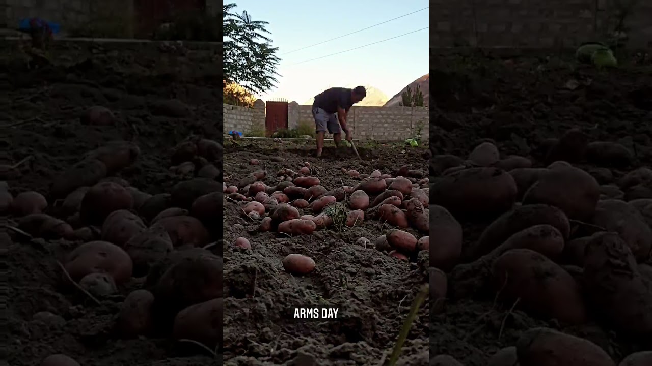 Hunza Potato Farming on a beautiful day.