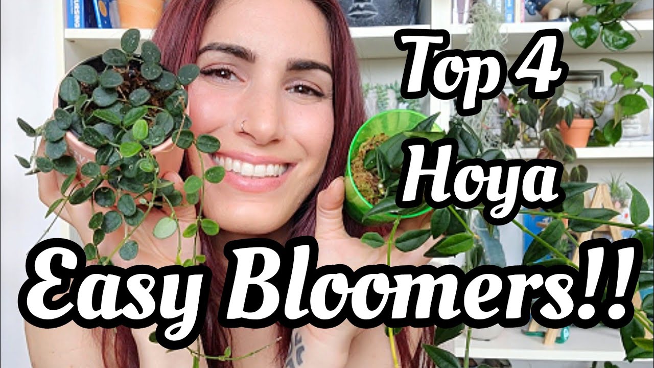 TOP 4 EASY BLOOMING HOYA!!!! Fast Growing & Easy to Bloom Hoya for Beginners 🌸