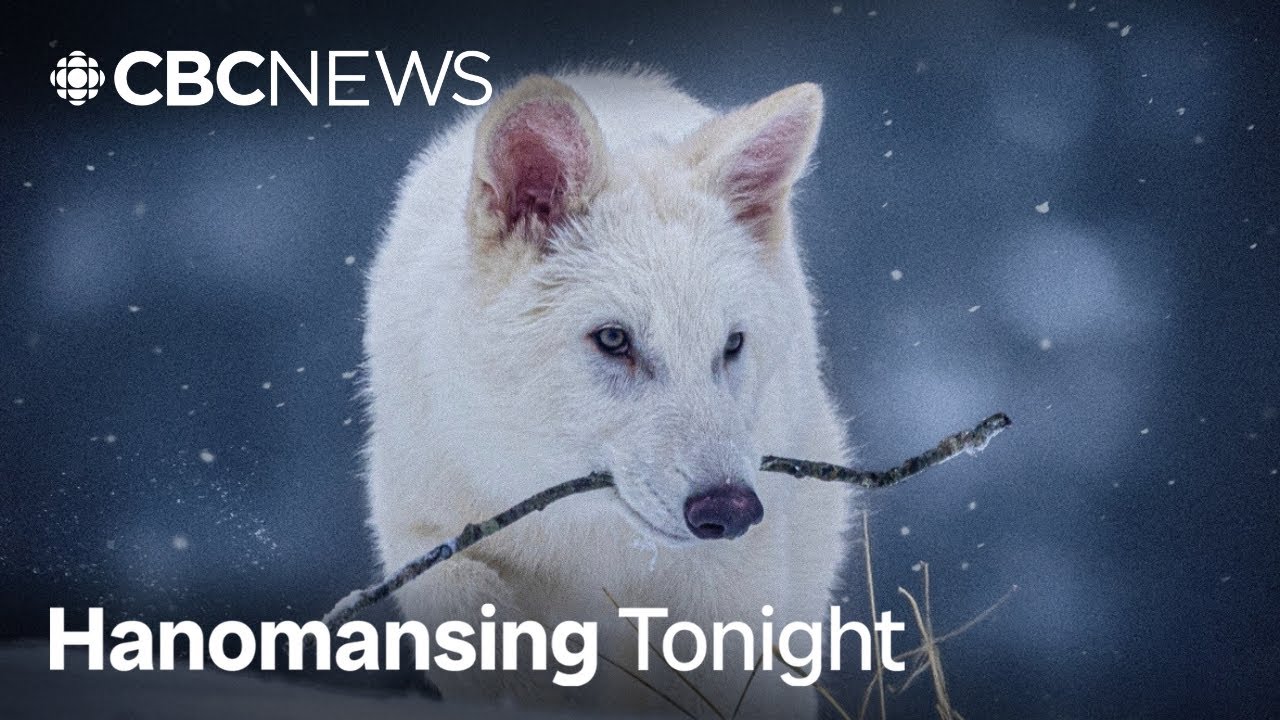 Scientists say they've reintroduced the dire wolf. Is that true? | Hanomansing Tonight