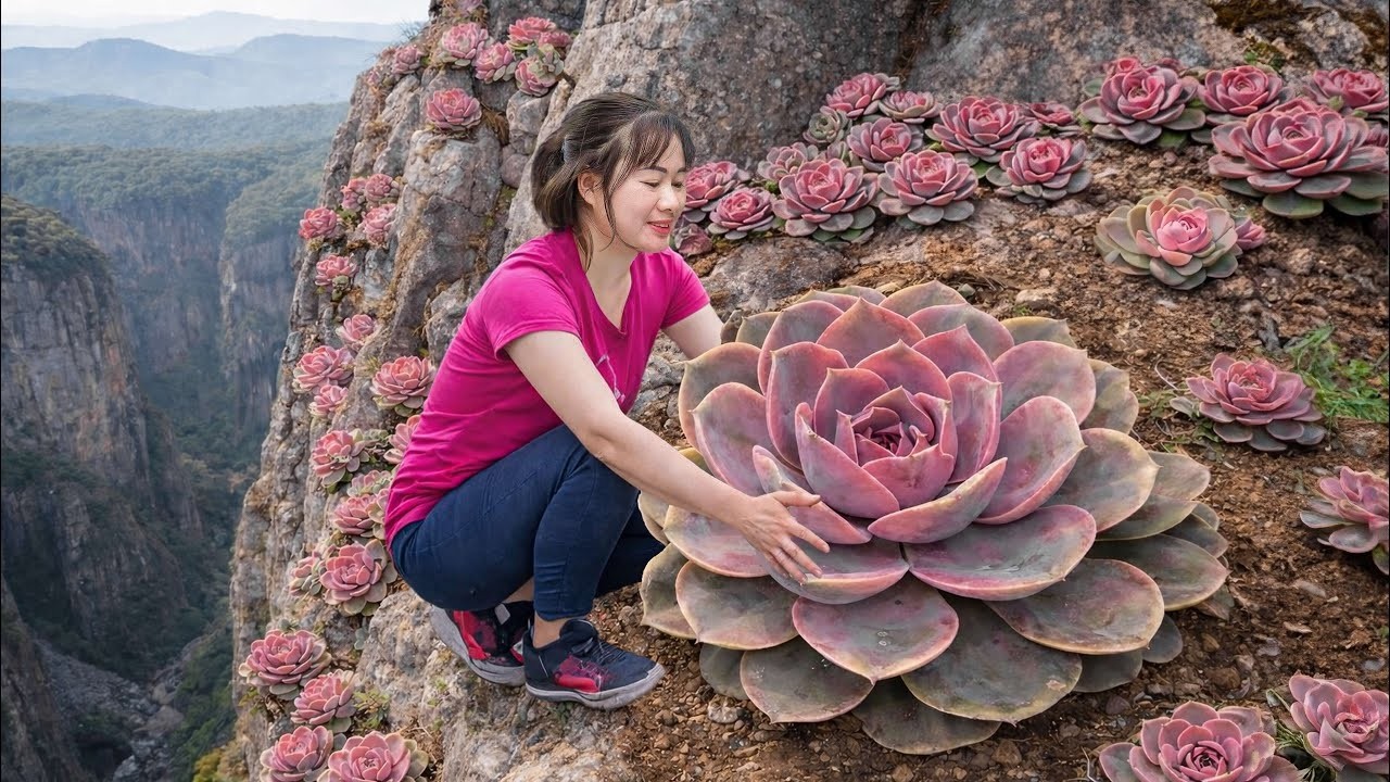 CHOCANTE! Mulher Corajosa Colhe SUCULENTA VERMELHA GIGANTE no Penhasco | Planta Rara de Alto Valor