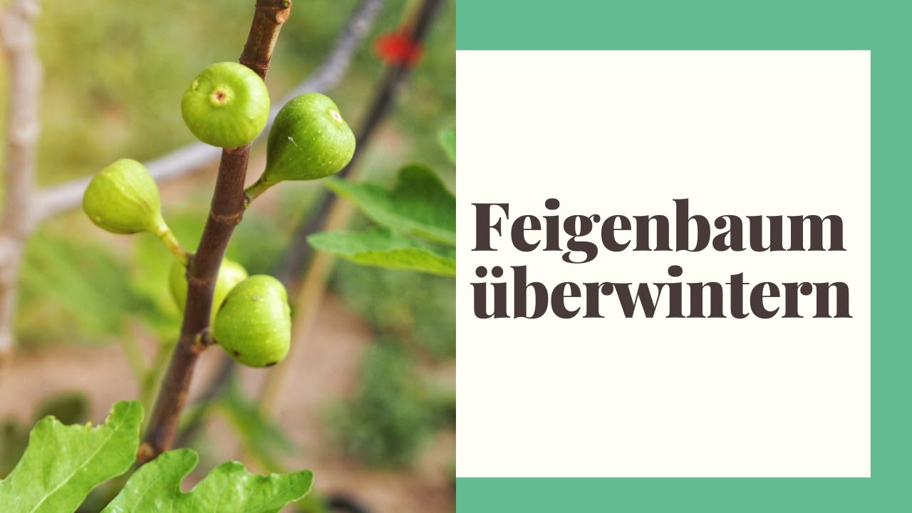 Feigenbaum &Uuml;berwintern - Tipps zum &Uuml;berwintern