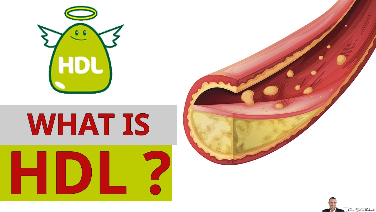 What Is HDL Cholesterol & Why it's Called The Good Cholesterol? - by Dr Sam Robbins