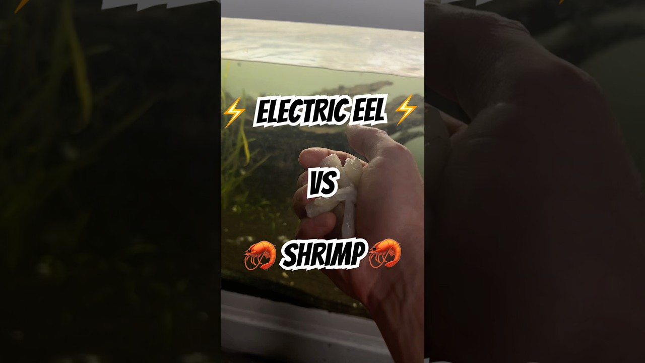 Кормлю электрического угря креветками!! 🦐