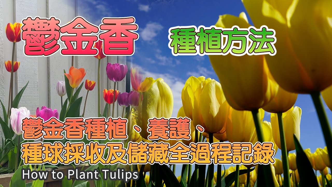 最容易种植的花卉郁金香！阳台庭院种植郁金香，你需要知道的种植技巧和养护方法 | 郁金香种植、养护、种球采收及储藏全过程记录