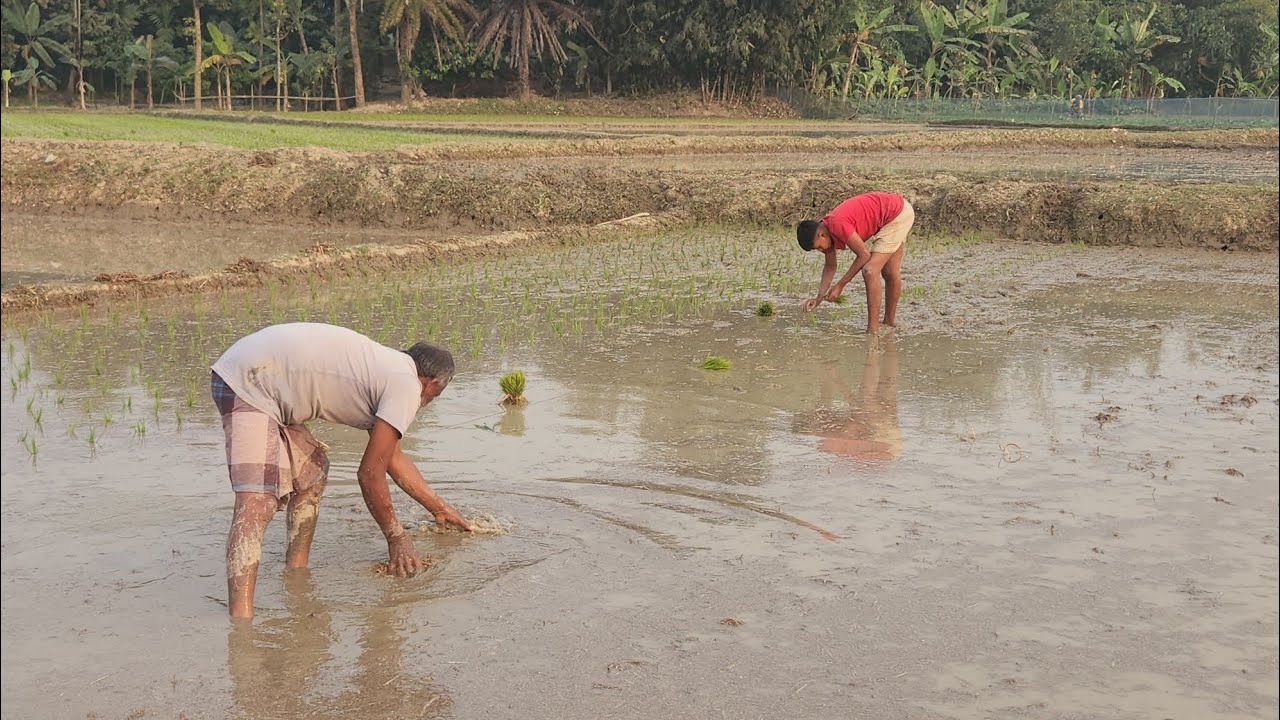বাপ বেটার জমিতে ধান লাগানো | গ্রামবাংলার কৃষি জীবন | RoThing