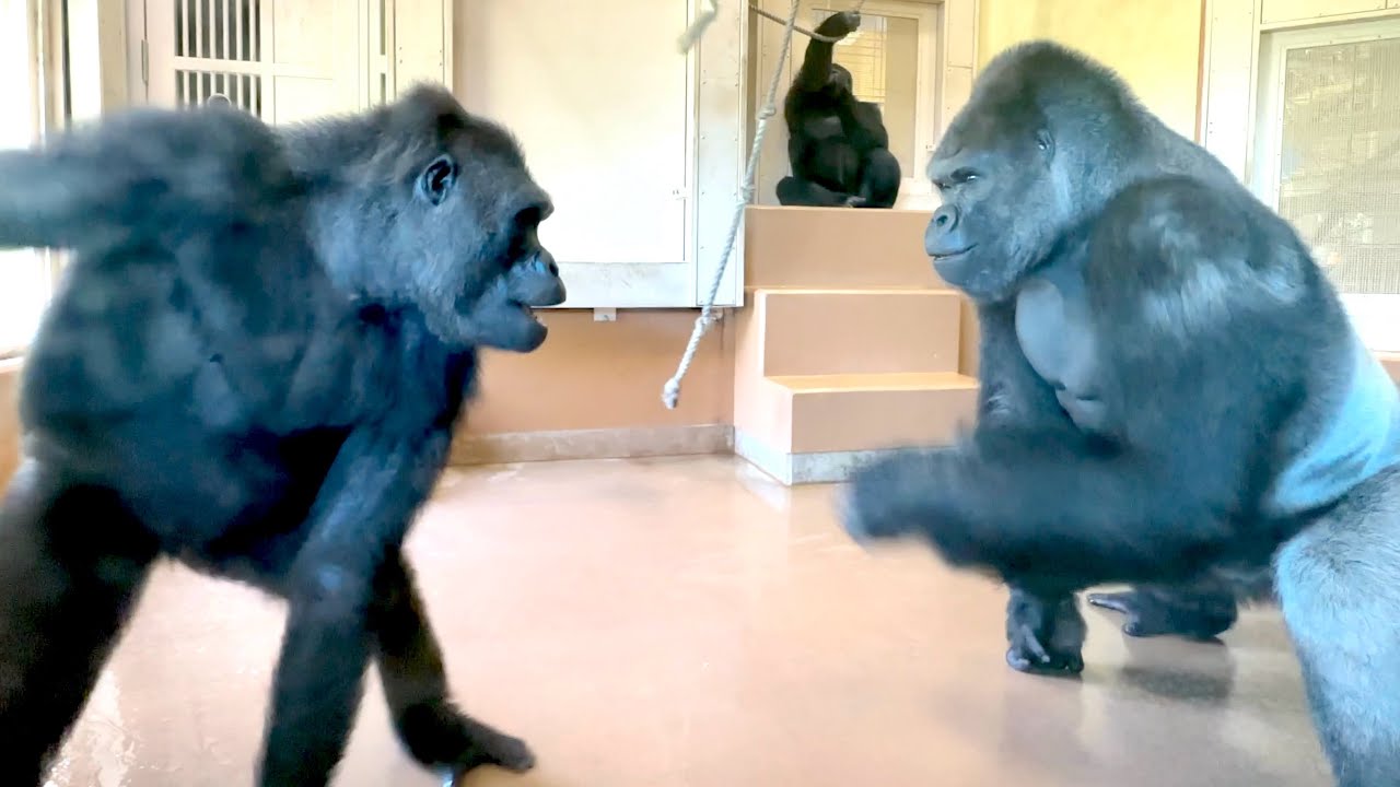Серебряная спина делает лучшие летние воспоминания с дочерью｜Shabani Group