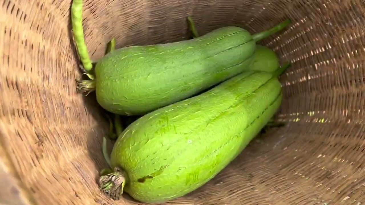 殷二说要去摘菜和点萝卜，我跟他说早了他还不相信，回来跟我说萝卜没有点#自己种的纯天然的绿色蔬菜 #记录真实生活