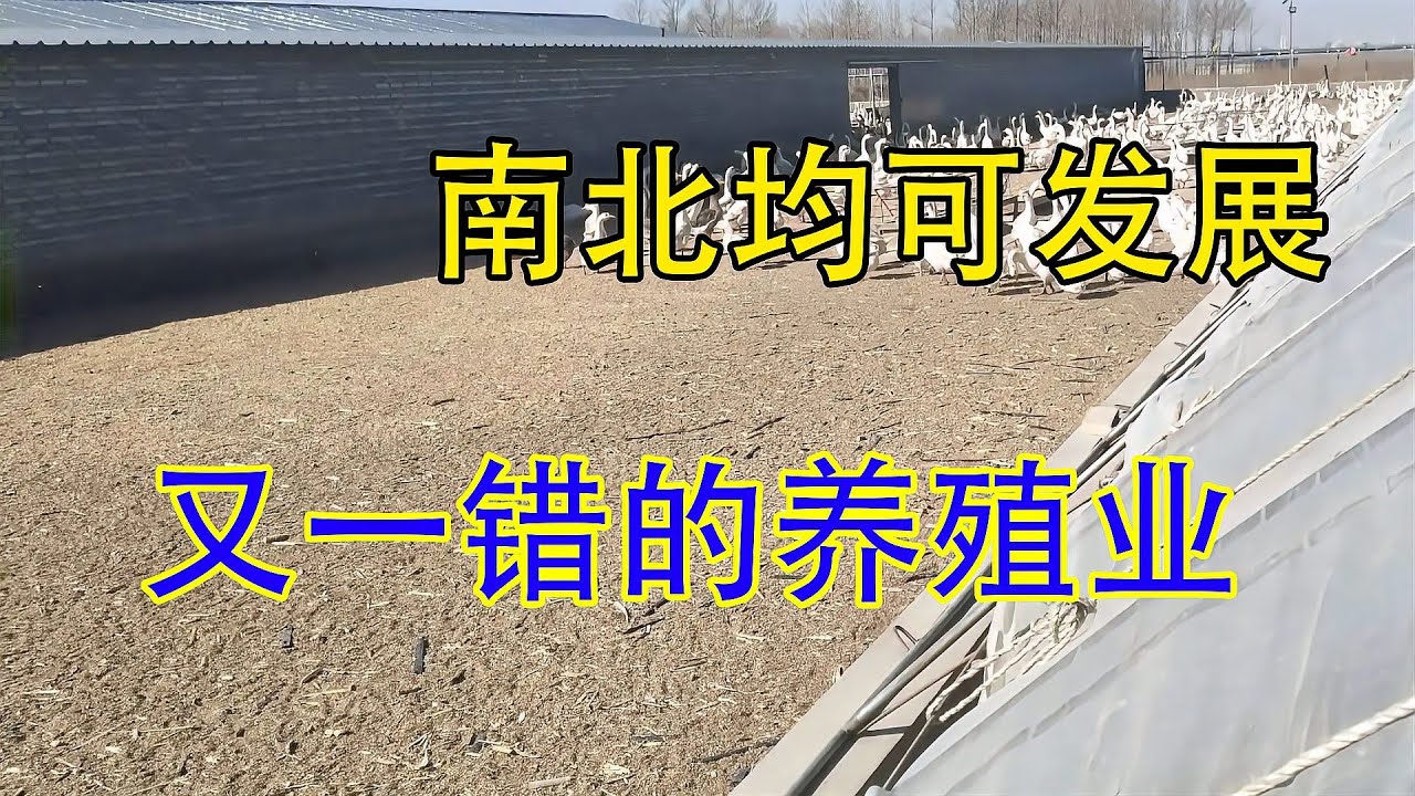 赚钱快的养殖，4个月赚54万，1只卖+180元，想赚钱的2023年别错过
