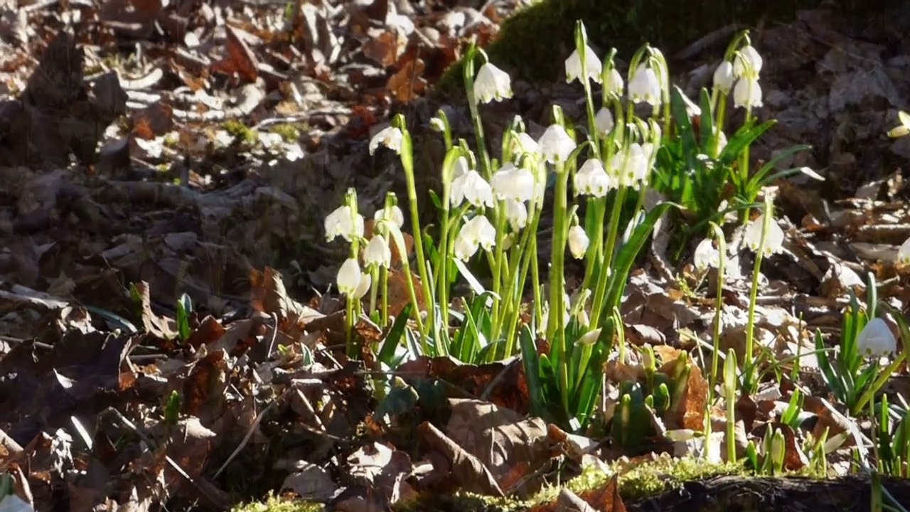 Märzenbecher im Eichsfeld bei Heuthen
