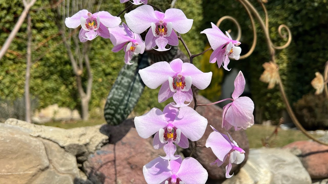 Моя птица Феникс! Phalaenopsis schilleriana и её гибриды в коллекции!