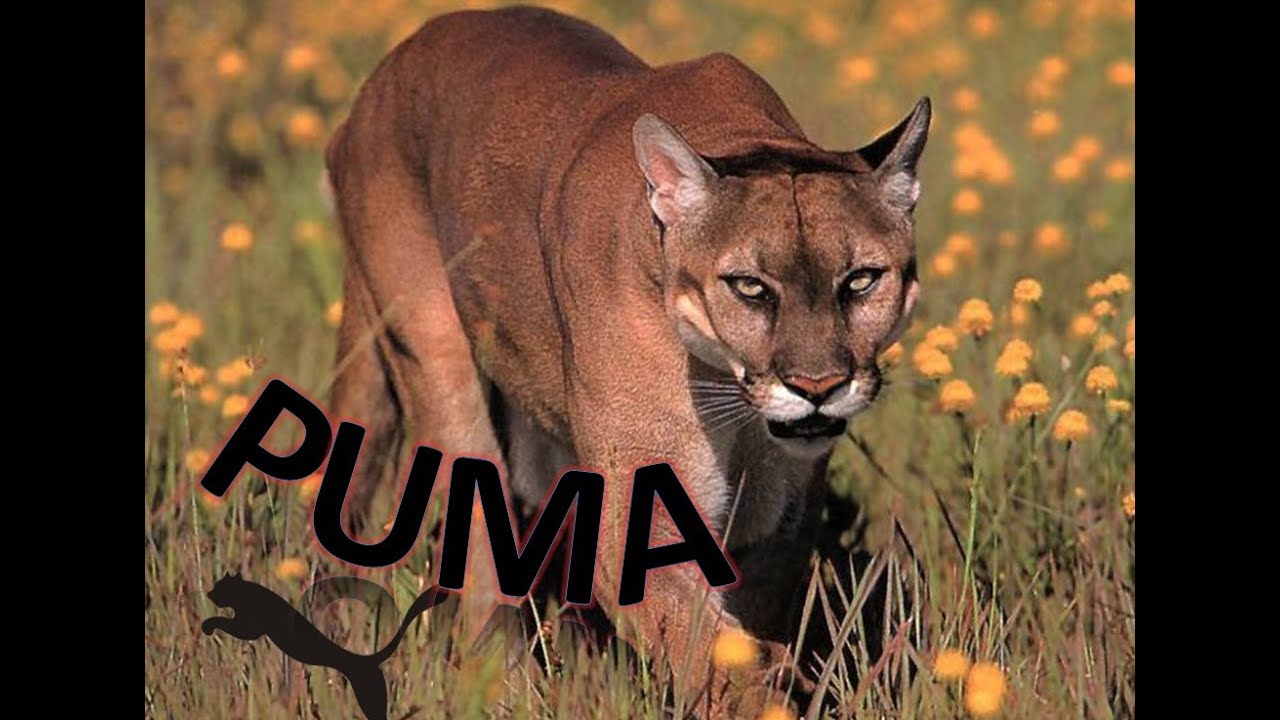 Puma - D.A.