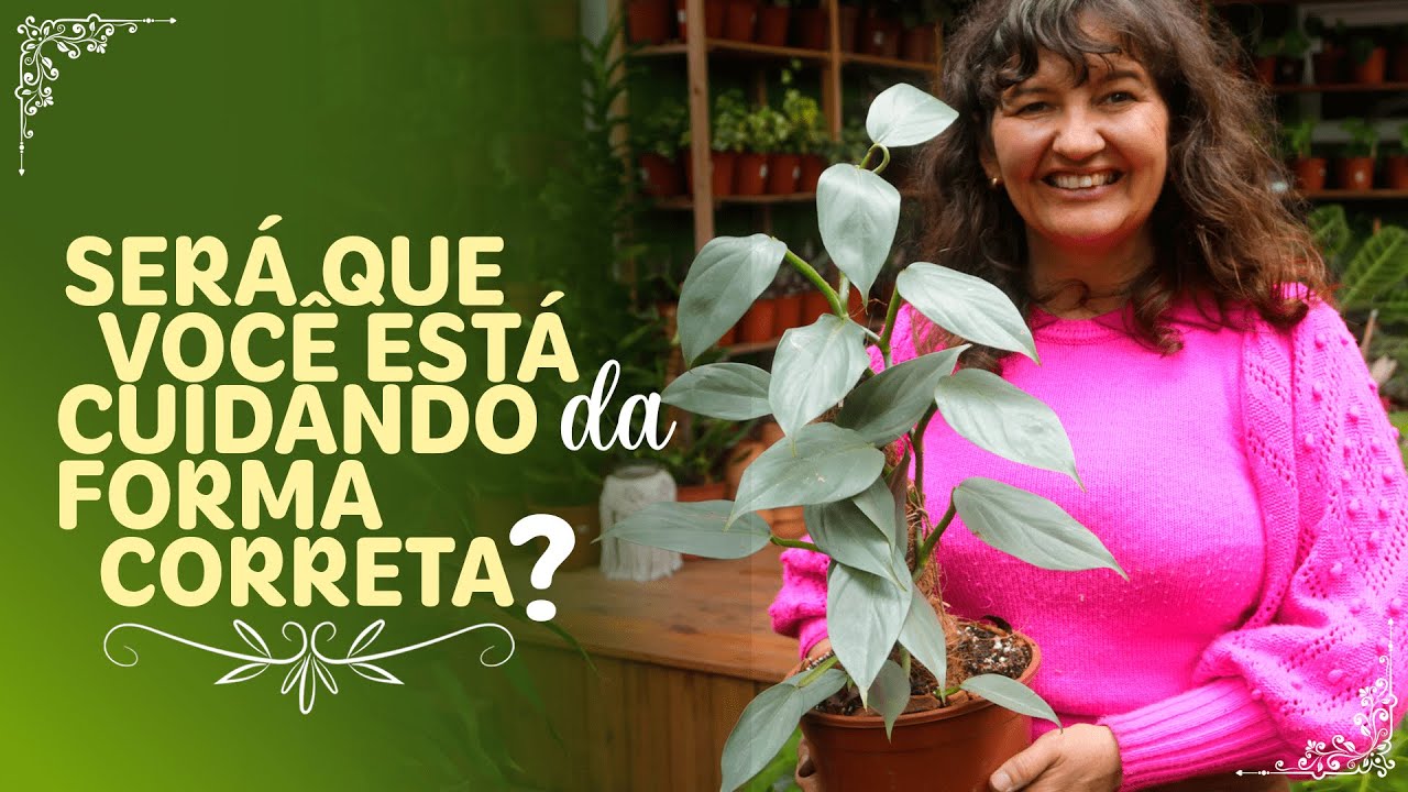 Muitas mudinhas do PHILODENDRON HASTATUM + cuidados!