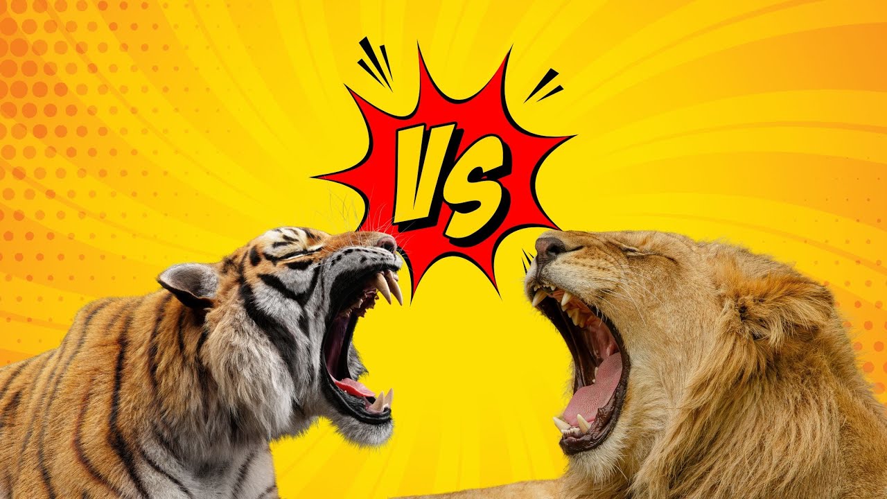 Siberian Tiger vs African Lion (Bengal Tiger, Grizzly Bear, Hippo, Elephant)