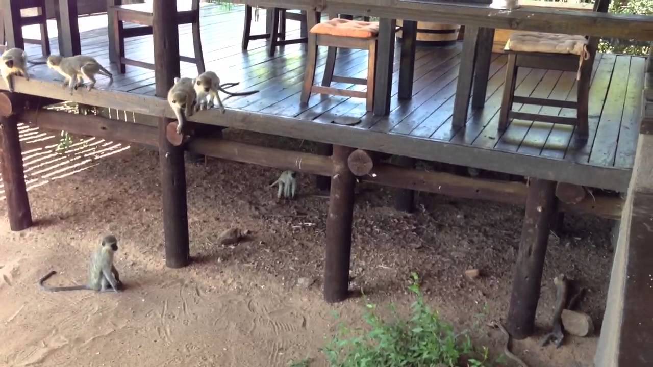 Black Mamba Eats a Frog in South Africa