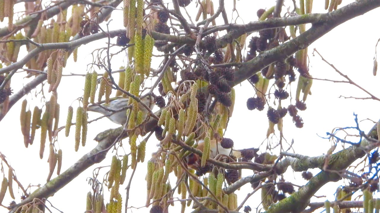 Slimbridge - Bewick’s, Siskin, Jack Snipe and more. 