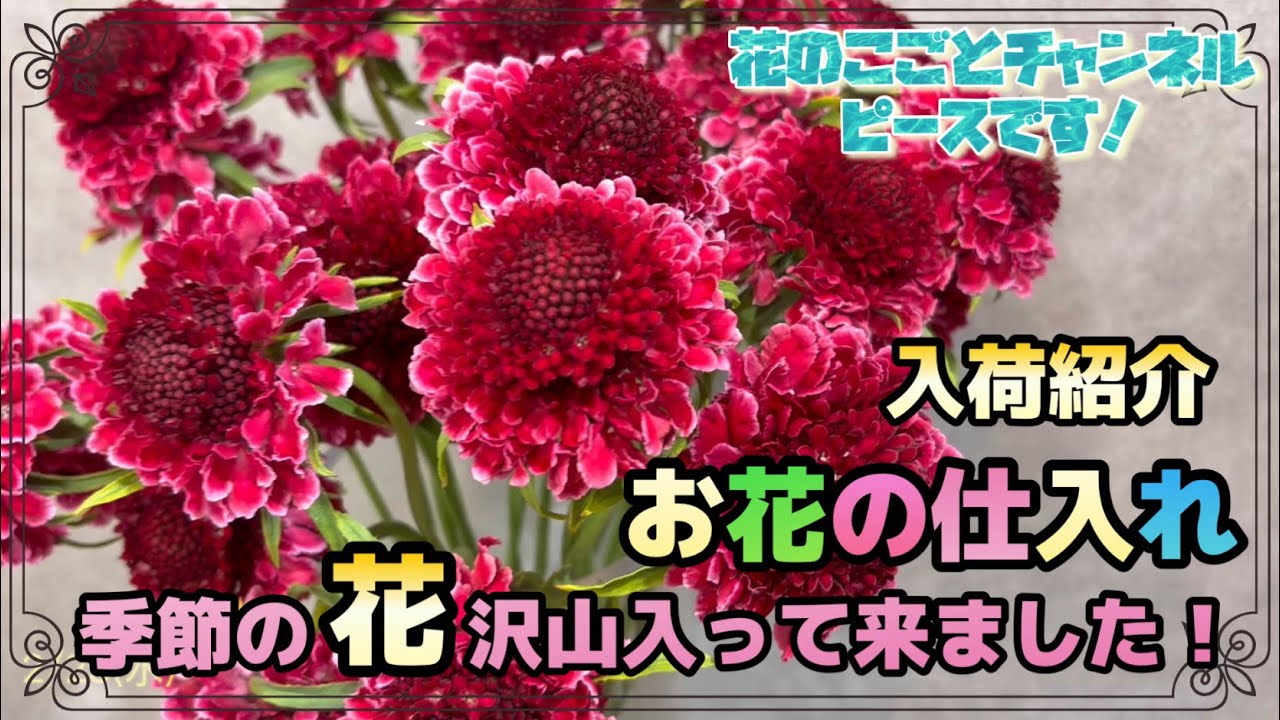 【花屋】お待たせしました！盛り盛り動画！人気のミモザもかわいいラナンキュラスも好きな組み合わせでどうぞ！#693