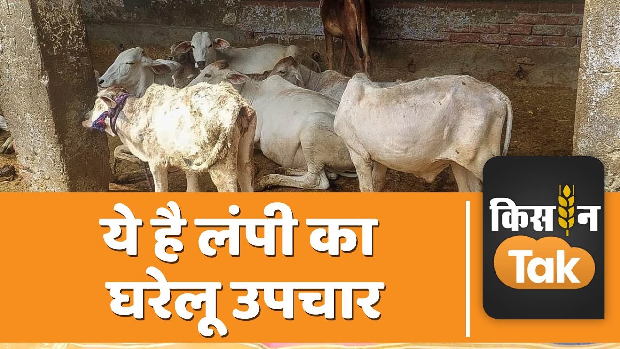 Lumpy Virus: Bihar में लंपी वायरस की दस्तक, घरेलू तरीकों से बीमारी होगी दूर | Kisan Tak