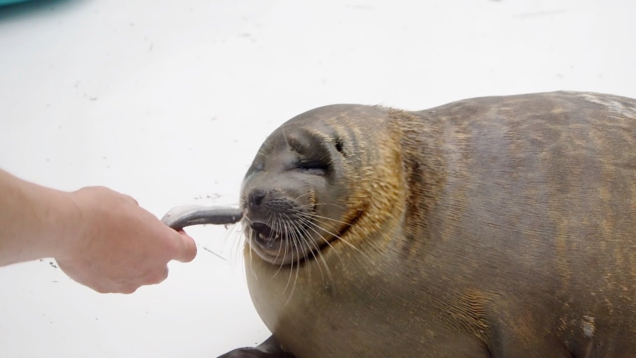 アジとニシンを見て逃亡するワモンアザラシのミゾレちゃん