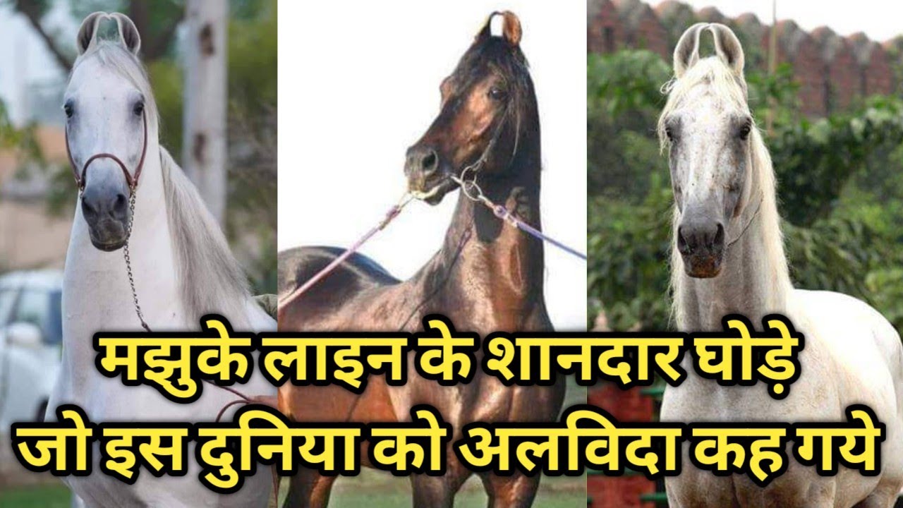 All Late Legendary Majhuke Line Stallions of India !!