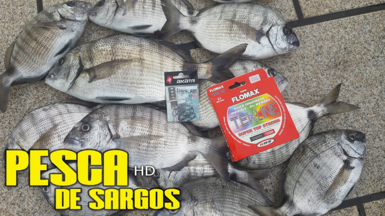 Pesca de Sargos parte 2 com José Silva,Luis Ogeda, Victor Cabral em São Miguel Açores. HD 1080p