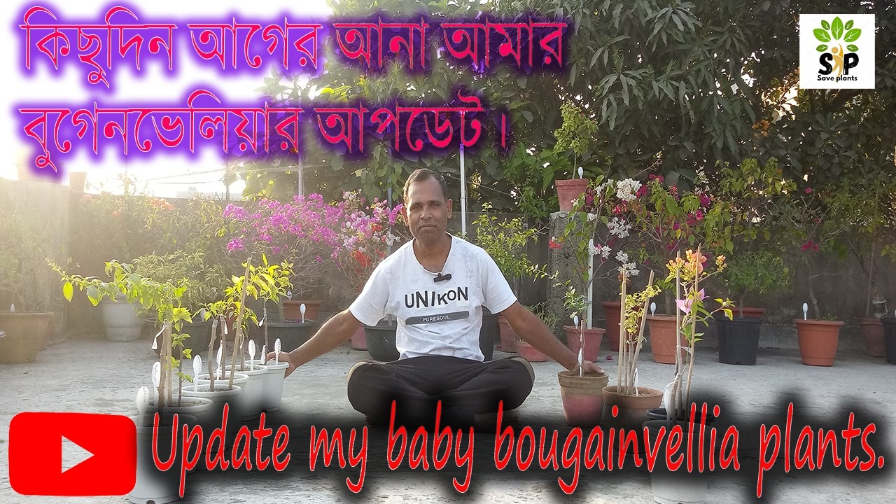 কিছুদিন আগের আনা বগেনভেলিয়ার আপডেট । update some bougainvellia variety, which was buy few days ago.