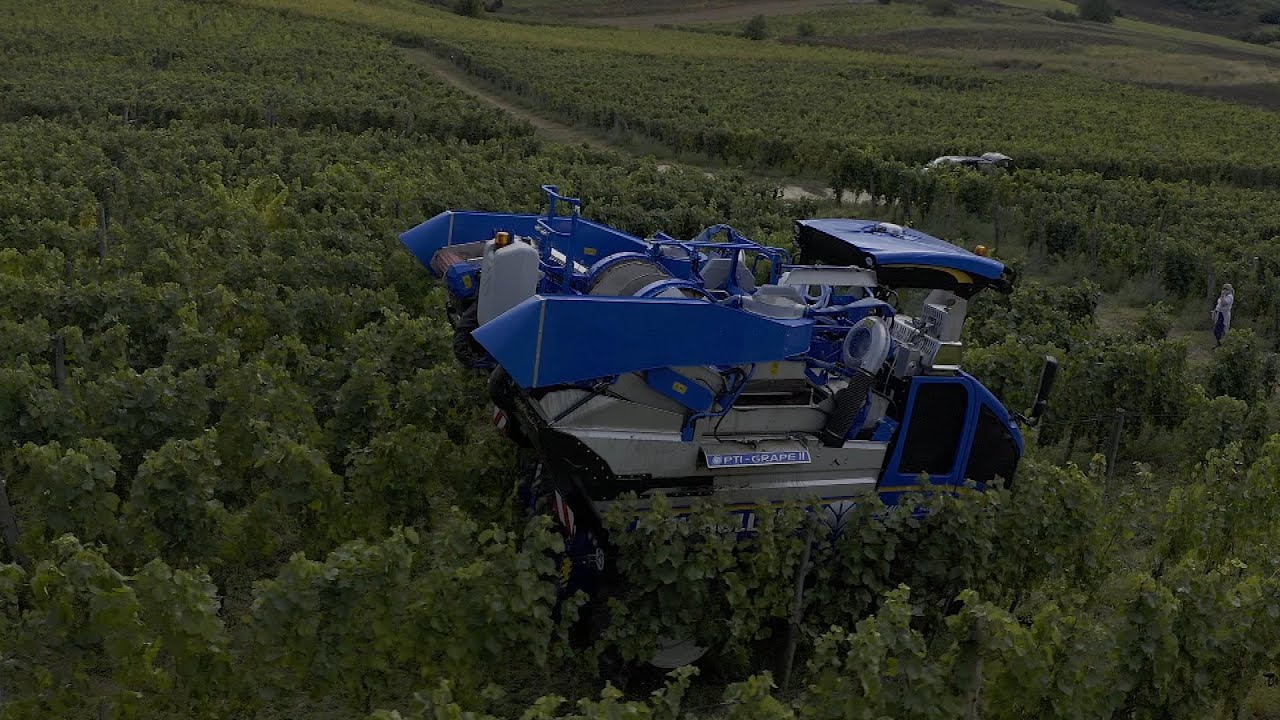 Gépi szüret csúcsminőségben