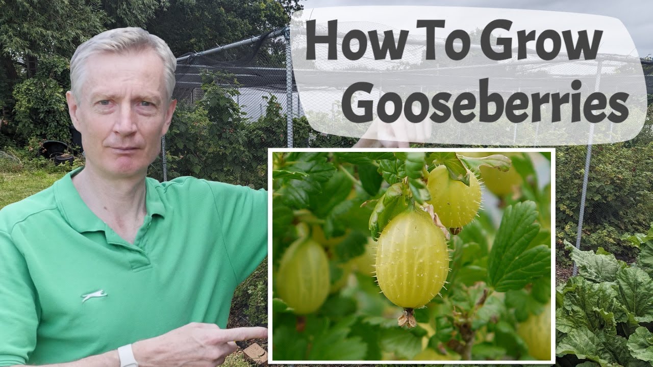How To Grow Gooseberries - A Complete Introduction To Growing A Delicious And Underrated Fruit
