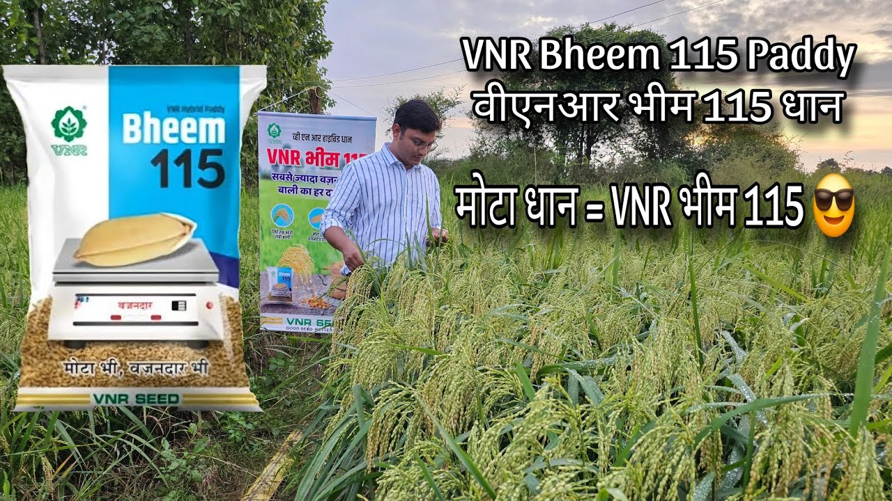 VNR paddy bheem 115 VNR सिड्स का धान भीम 115 की सम्पूर्ण जानकारी115दिन mतैयार उत्पादन 35क्विंटल/एकर