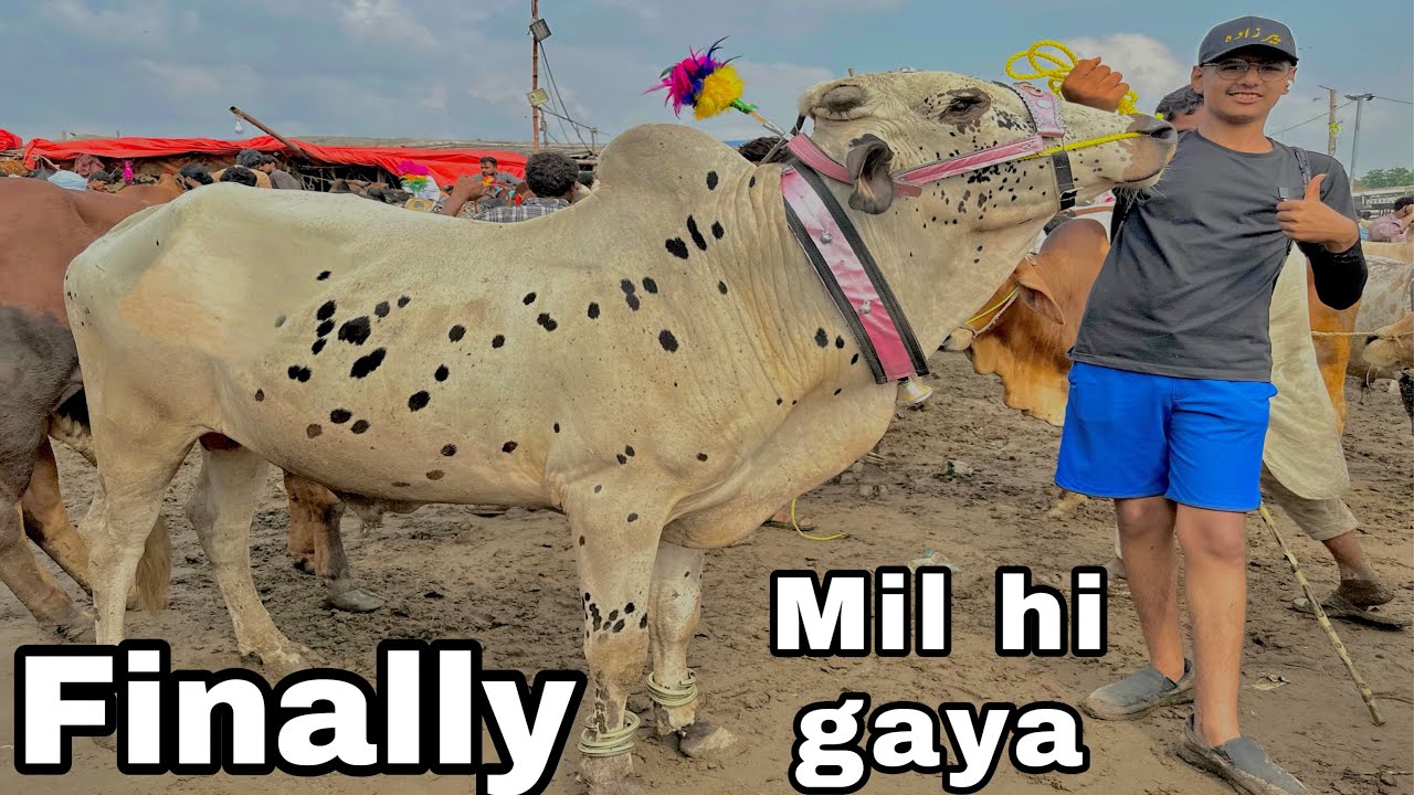 Finally ! Bought My Cow 2023 | ALHUMDULILLAH SODA HOGAYA!🥺| Boht mushkil se mili he😕| Taha Pirzada
